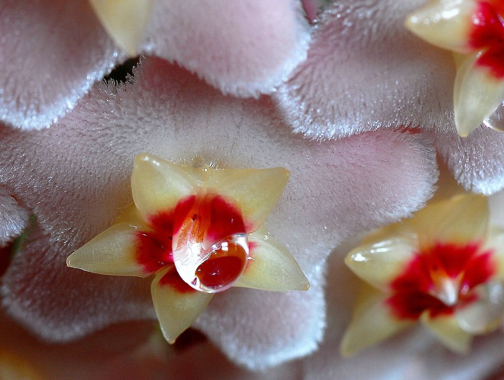Wachsblume
