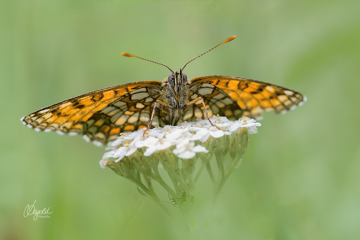 Wachtelweizen-Scheckenfalter (Melitaea athalia)
