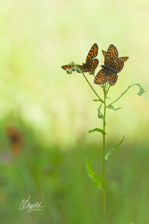 Wachtelweizen-Scheckenfalter (Melitaea athalia)
