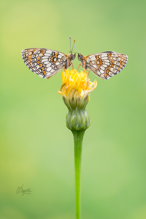 Wachtelweizen-Scheckenfalter (Melitaea athalia)