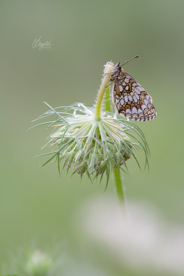 Wachtelweizen-Scheckenfalter (Melitaea athalia)