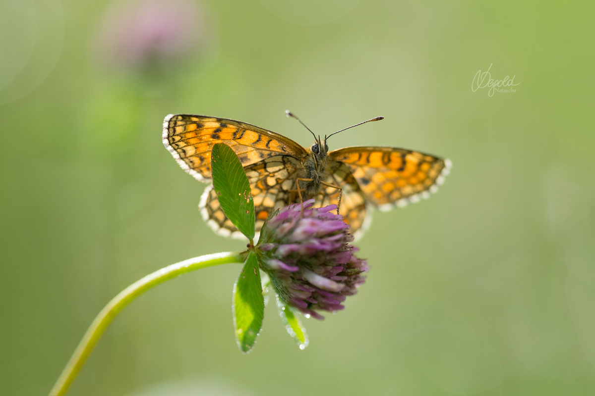 Wachtelweizen-Scheckenfalter (Melitaea athalia)