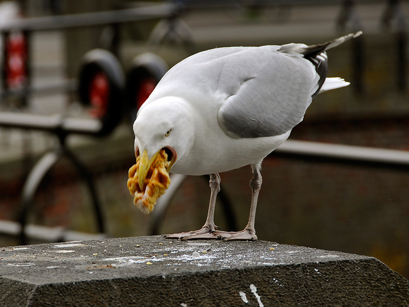 Waffel Möwe (18-200 VR)