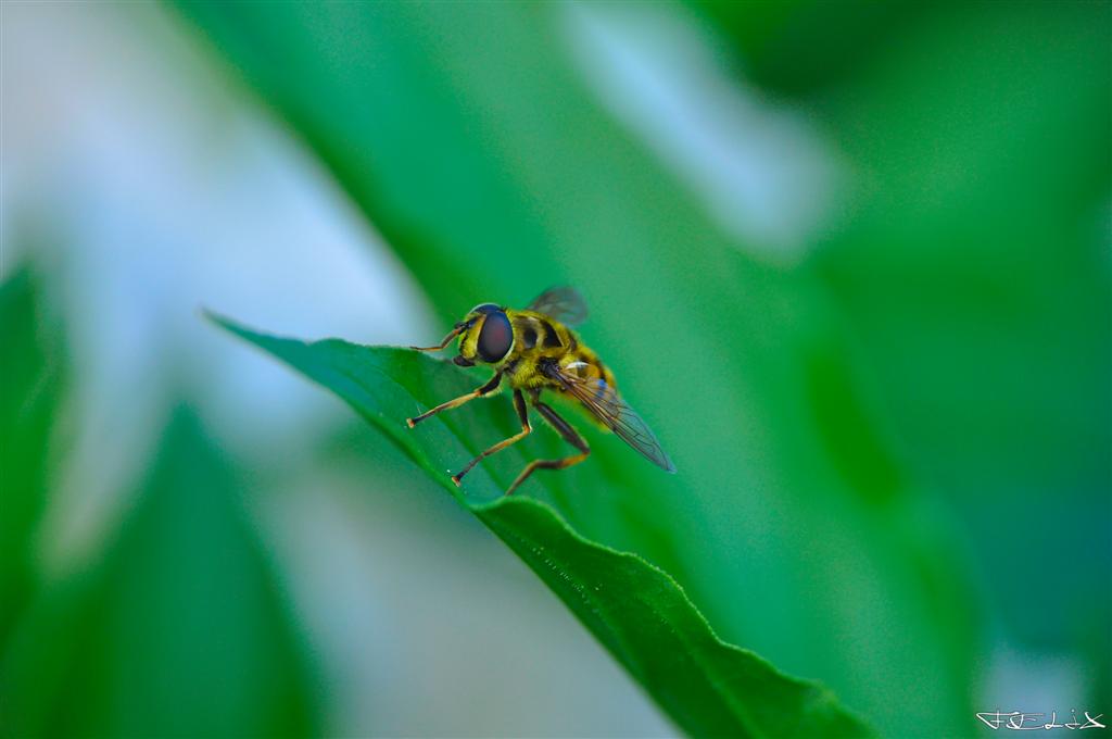 Waffenfliege (Canon 500D)