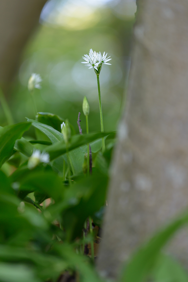 wald 002