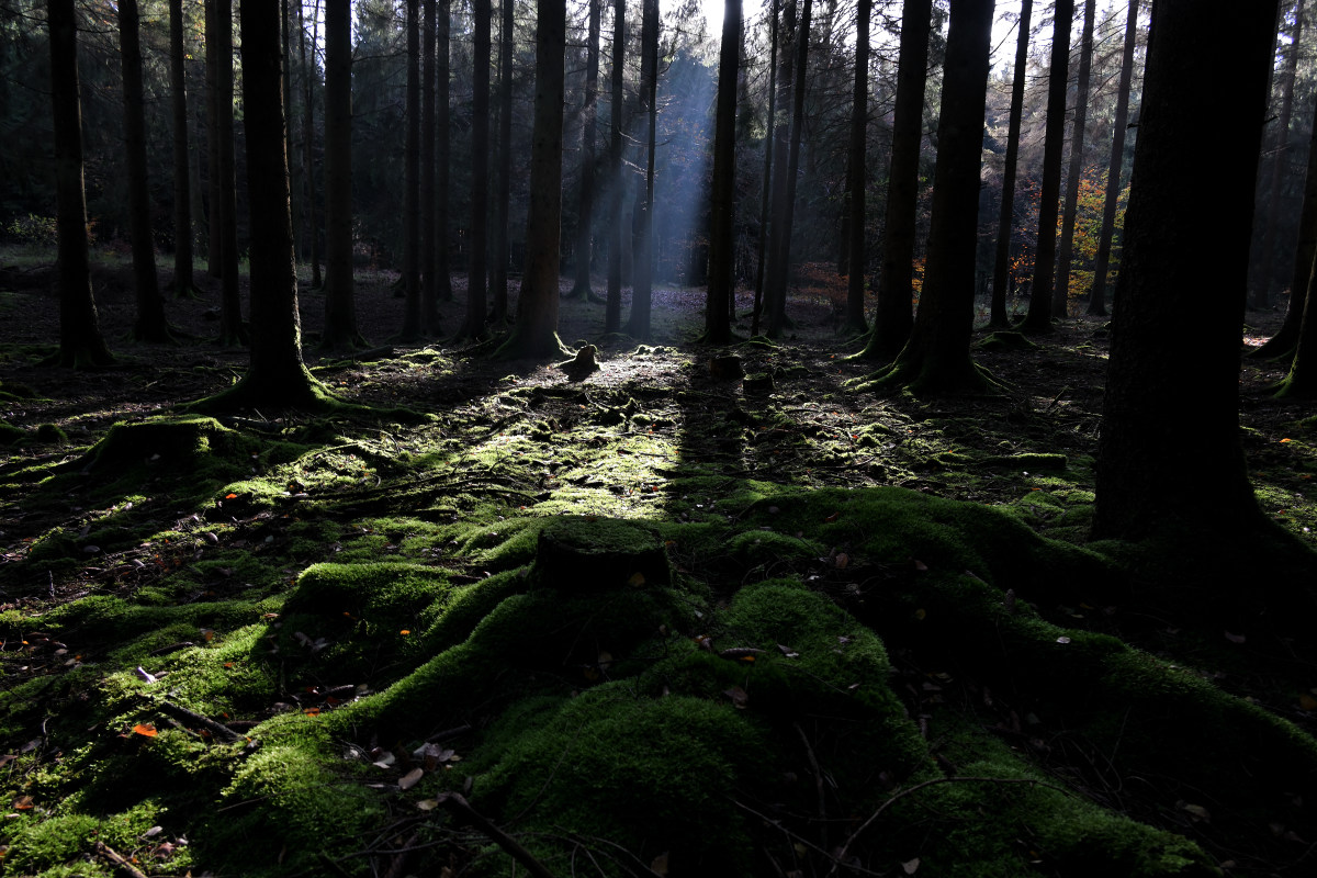 wald-01.JPG