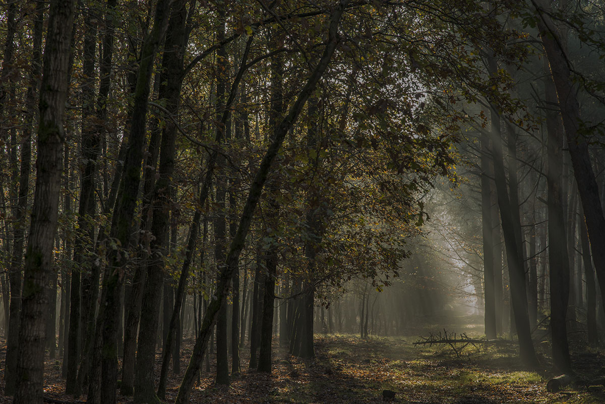 wald 01