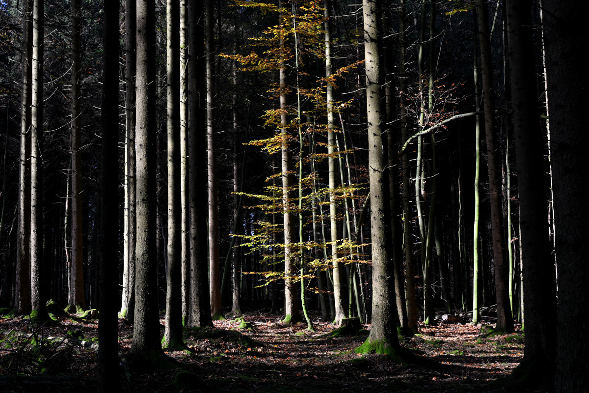 wald-04.JPG