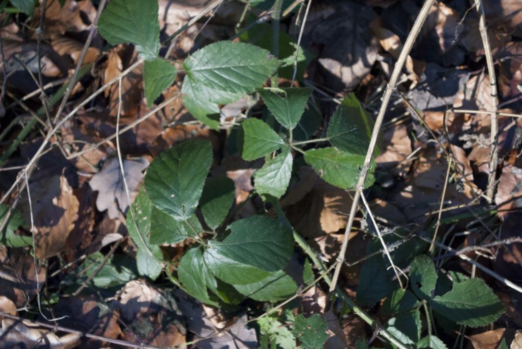 Wald 049