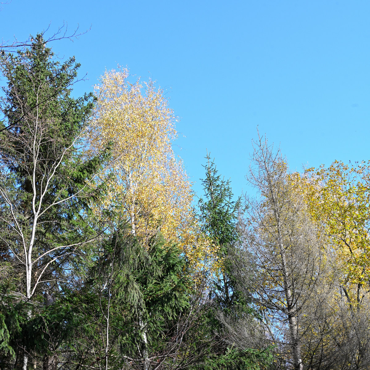 wald-05.JPG