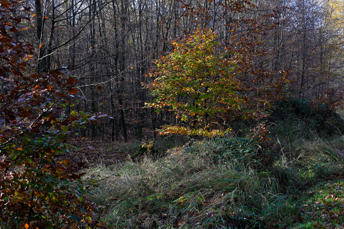 wald-06.JPG