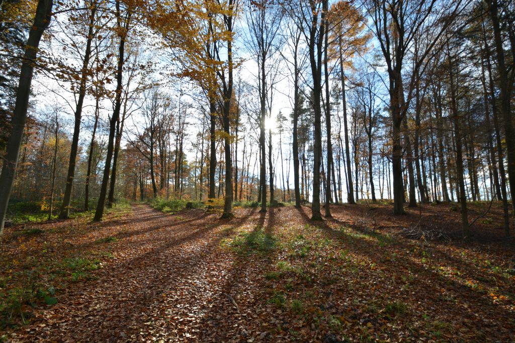 Wald 1