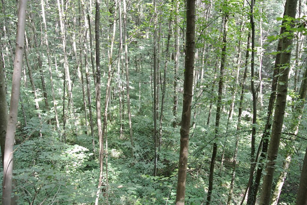 Wald (etwas ausgebleicht)
Keine Manipulationen ausser auf 1024 Pixels verkleiner und ganz leicht mit Photoshop unscharf maskiert