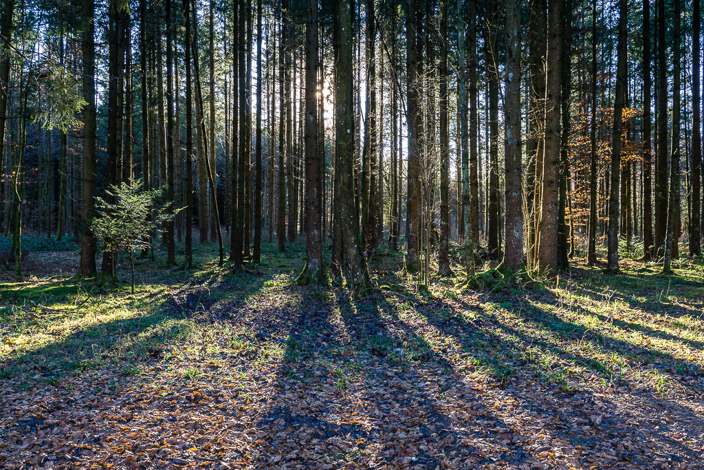 Wald Gegenlicht