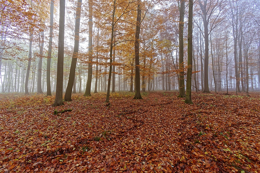 Wald II