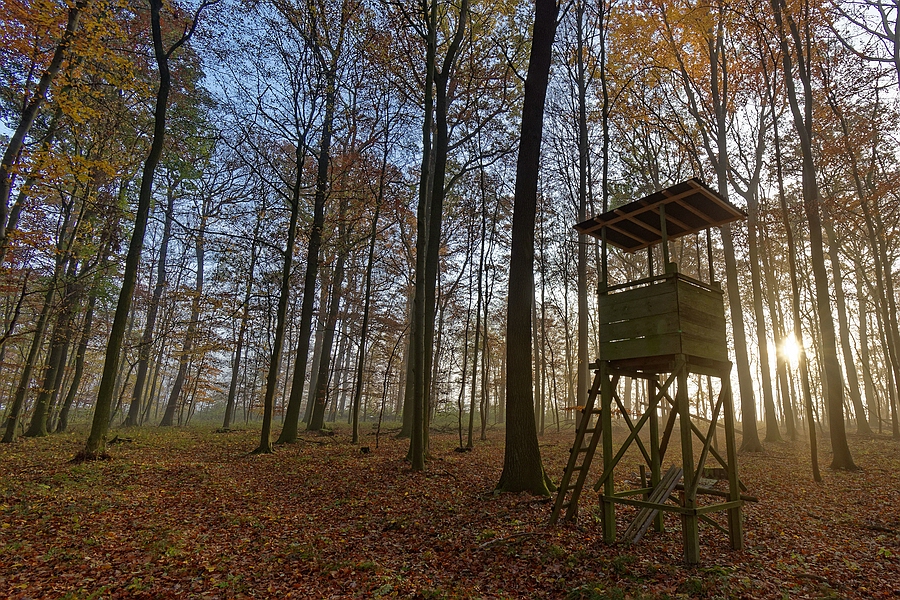 Wald III