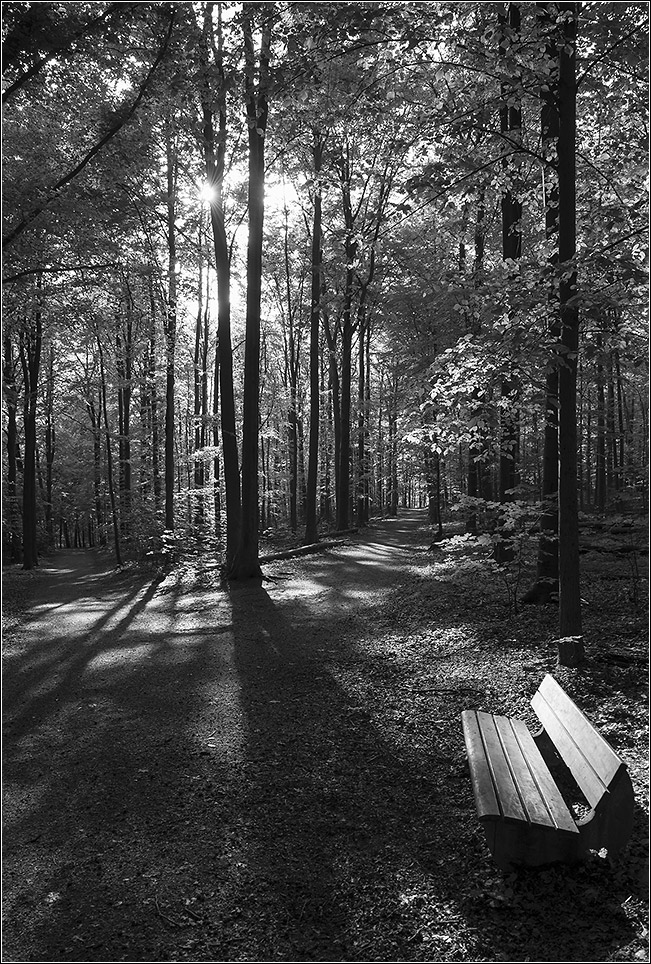 wald im gegenlicht sw