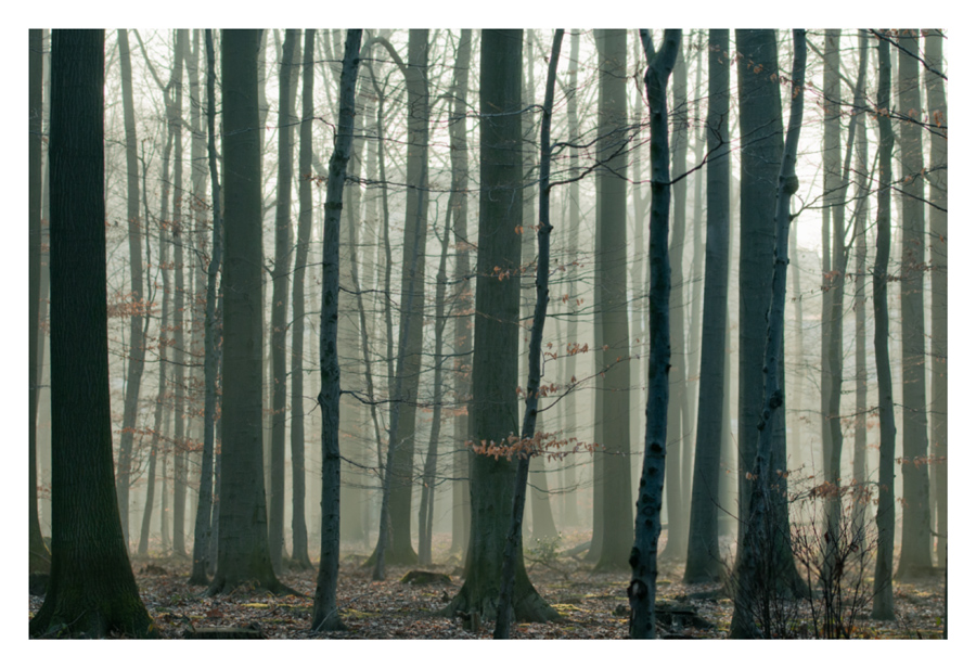Wald im Gegenlicht