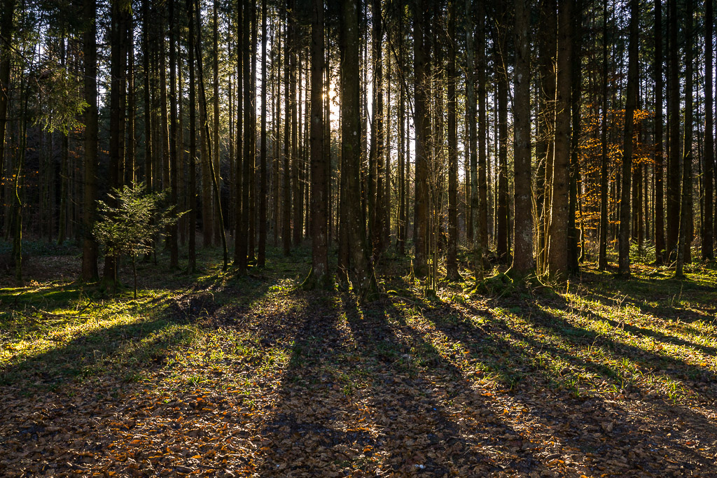 Wald im Gegenlicht