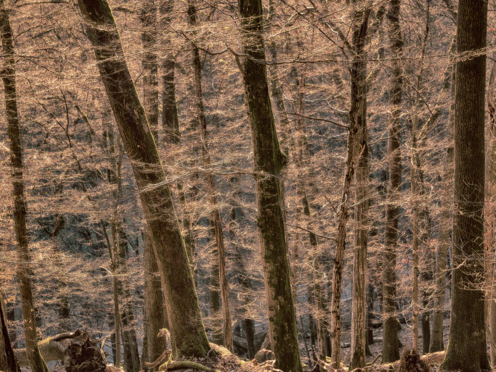Wald im Gegenlicht