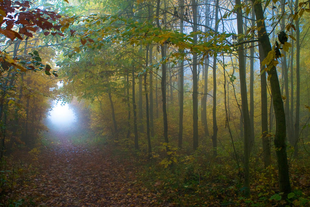 Wald im Nebel