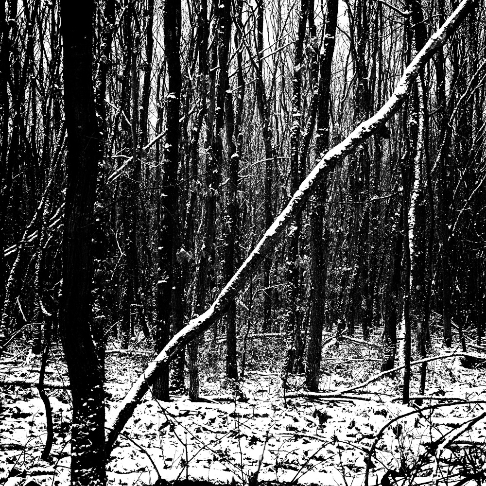 Wald im Schnee