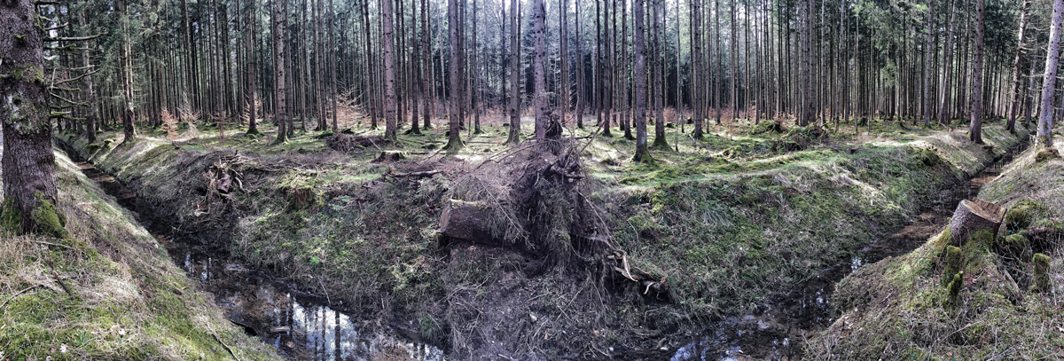 Wald iPhone