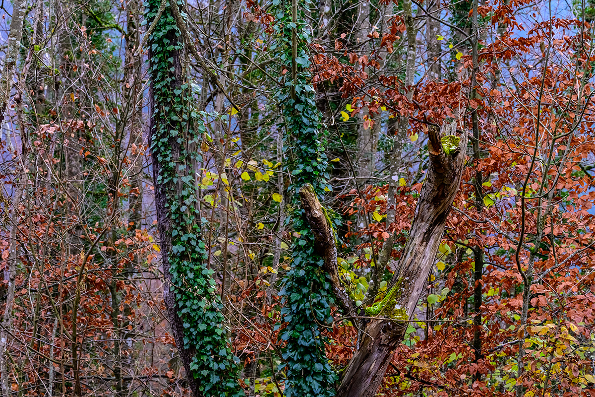 Wald.jpg