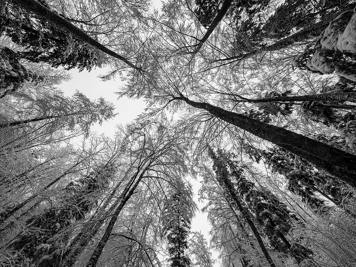 Wald.jpg