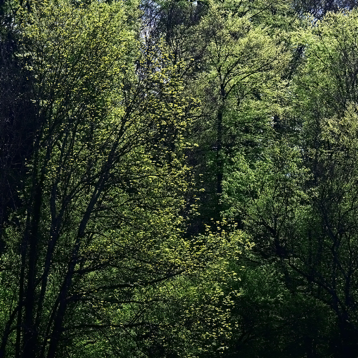 Wald.jpg