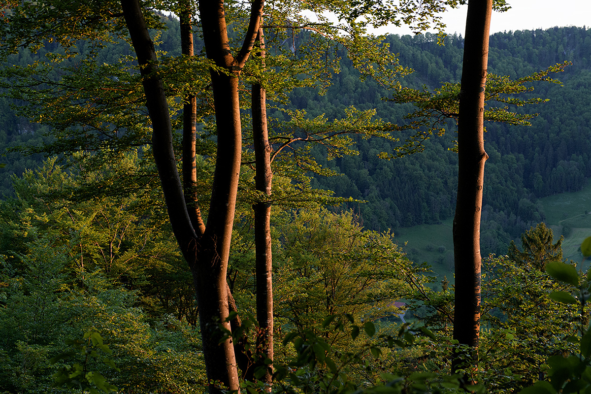 Wald.jpg