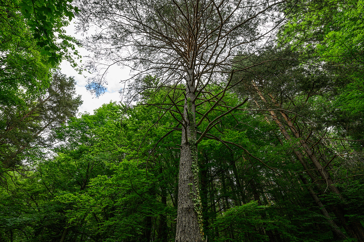 Wald.jpg