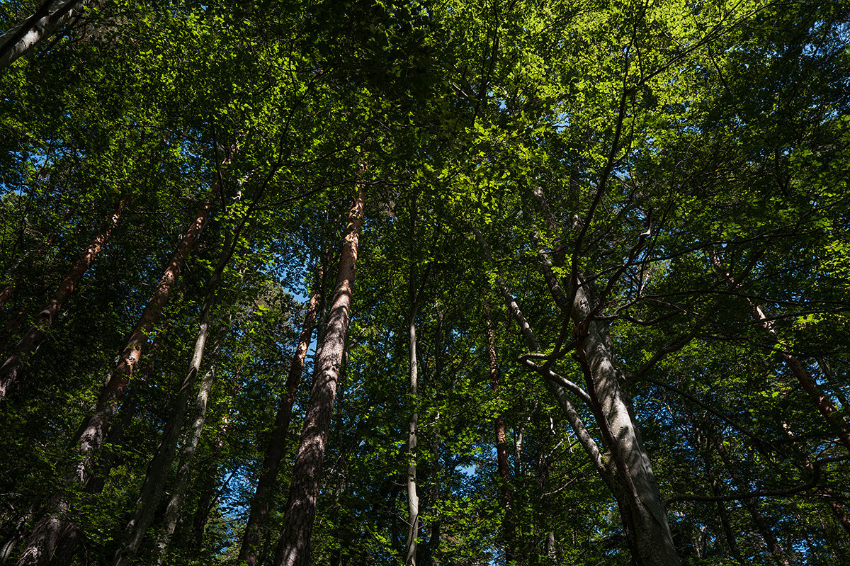 Wald.jpg