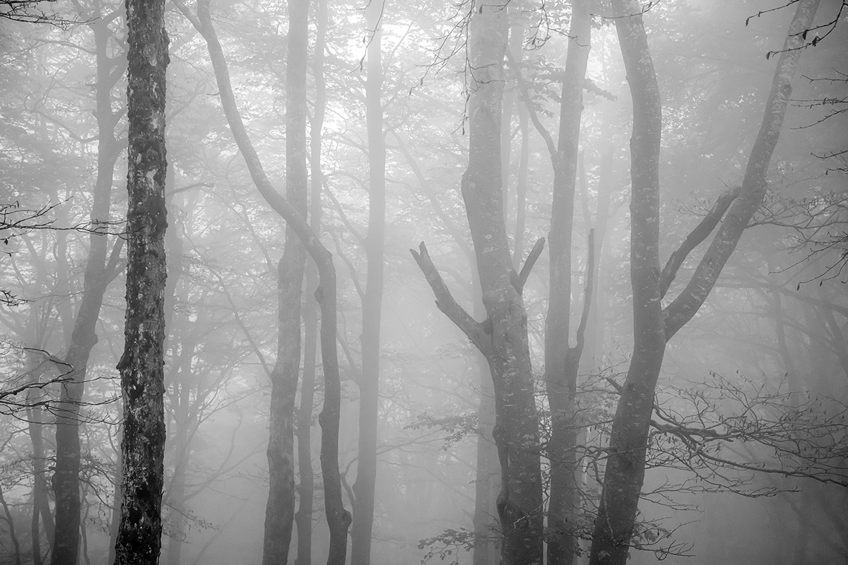 Wald.jpg