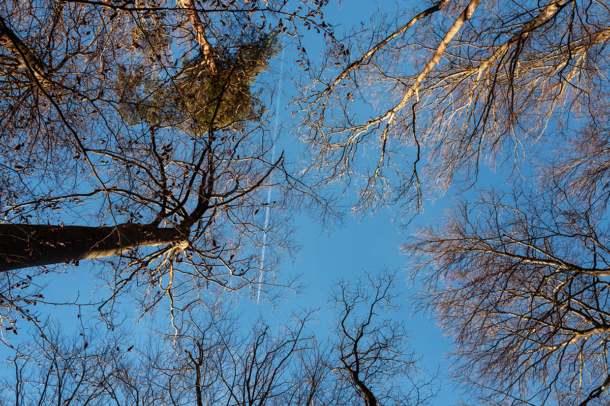 Wald.jpg