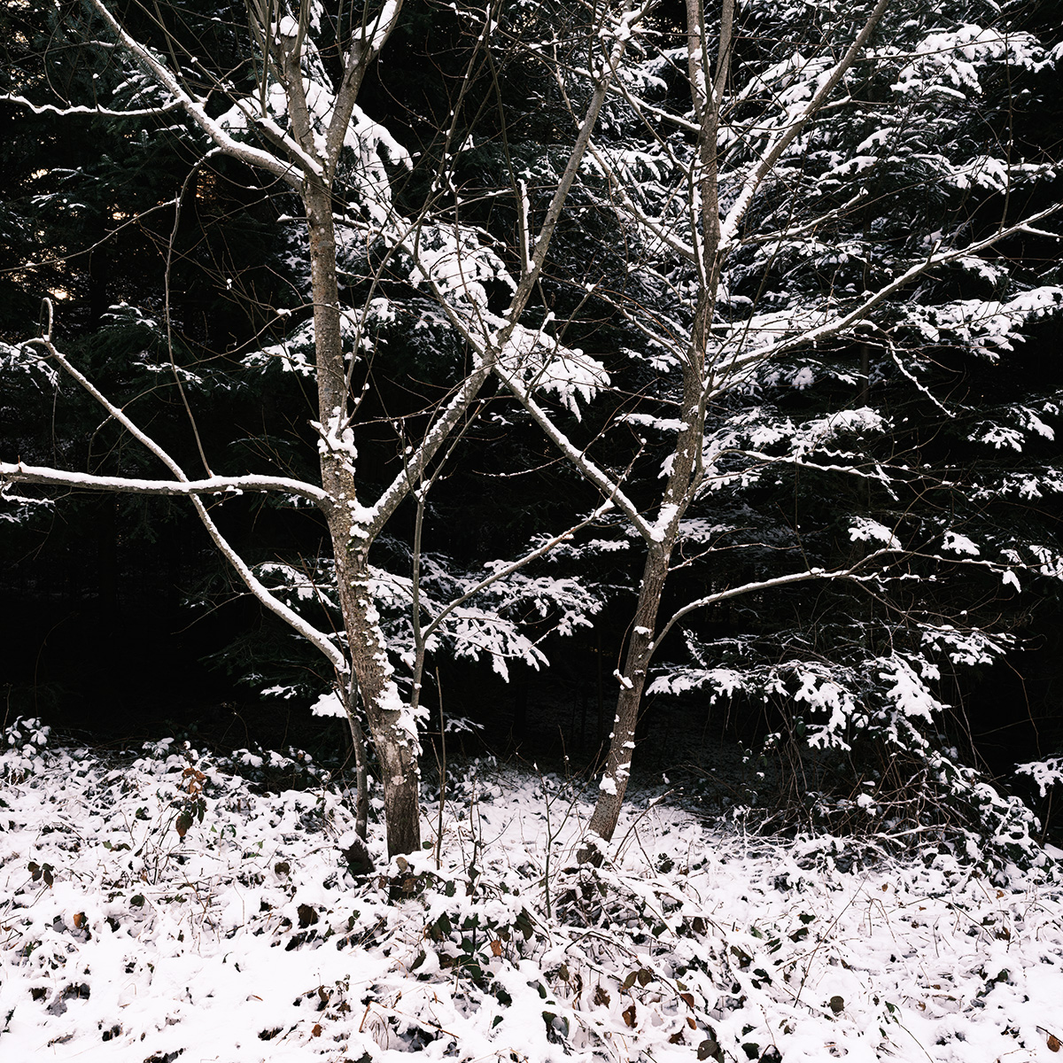 Wald.jpg