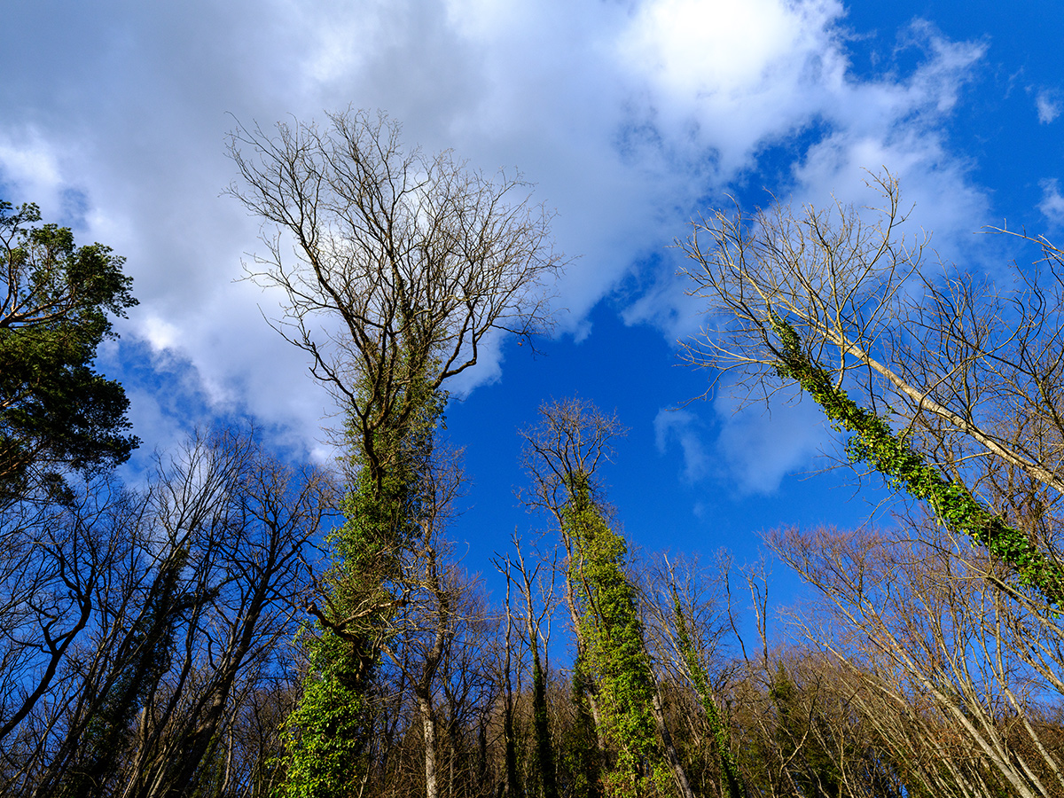 Wald.jpg