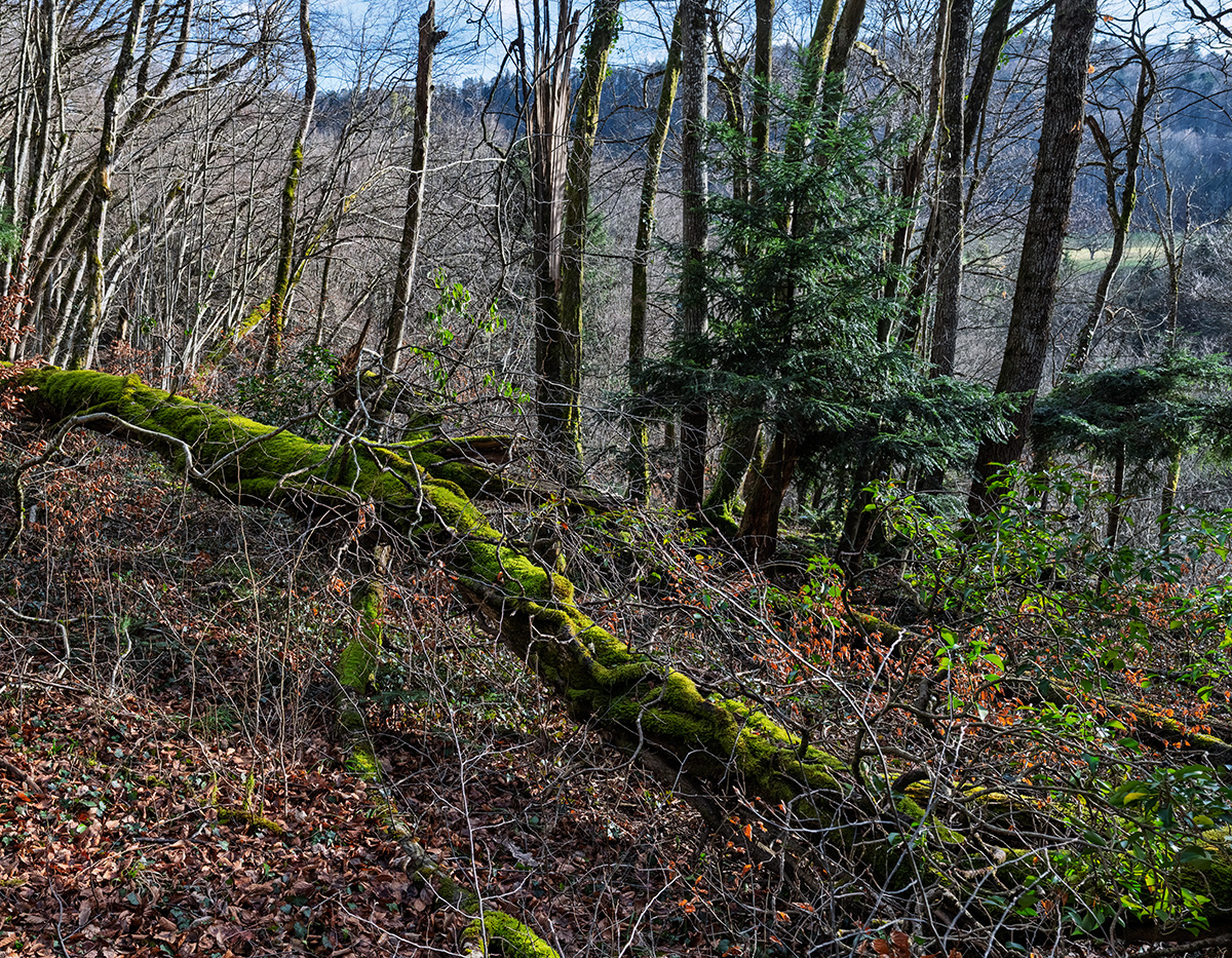 Wald.jpg