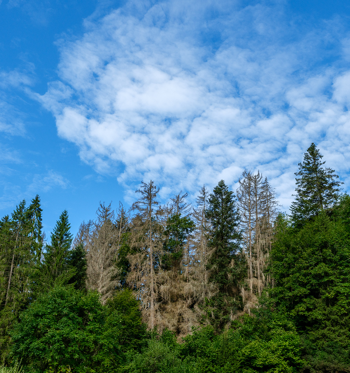 Wald.jpg