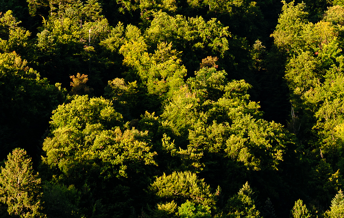 Wald.jpg