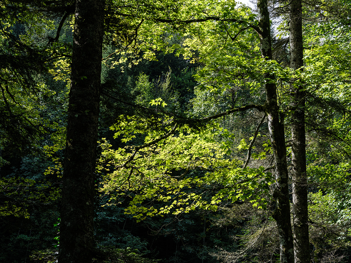 Wald.jpg