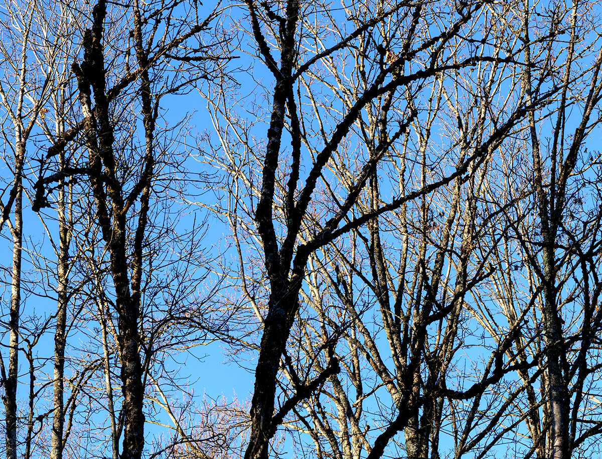 Wald.jpg