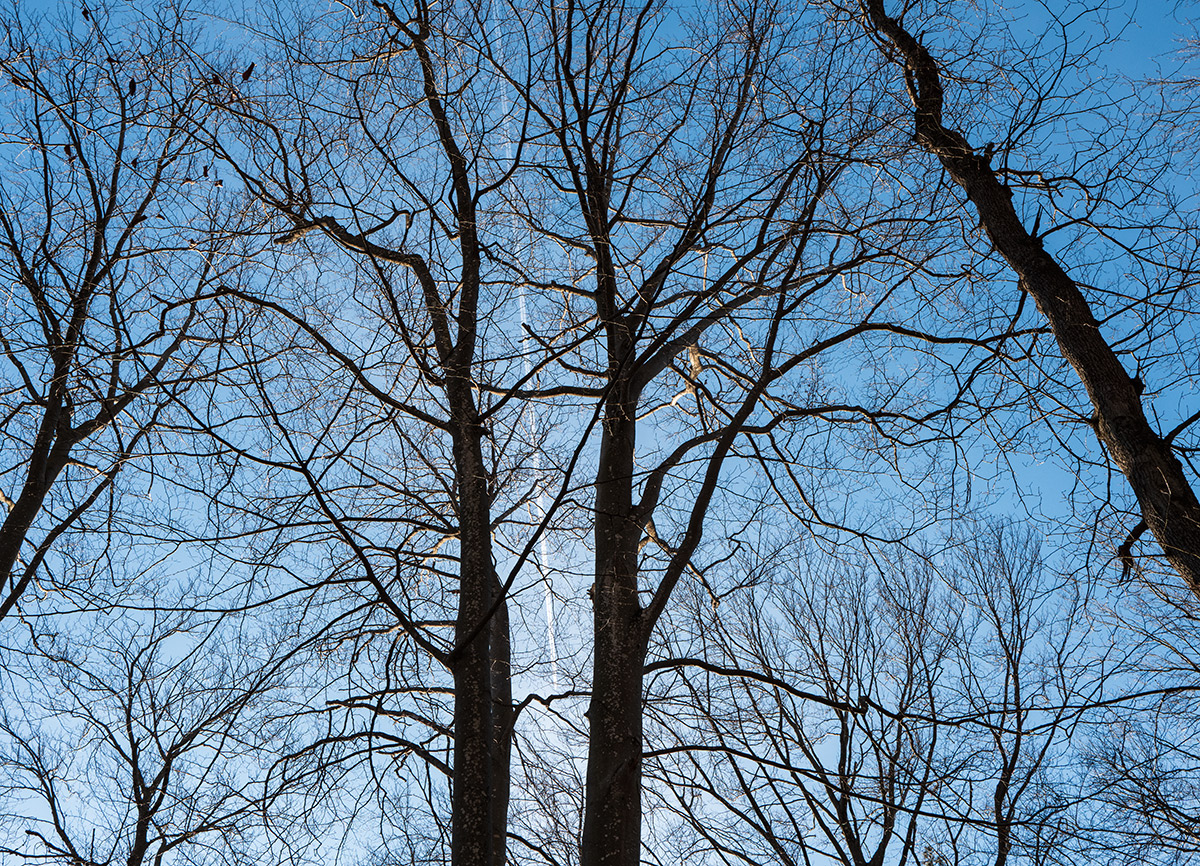 Wald.jpg