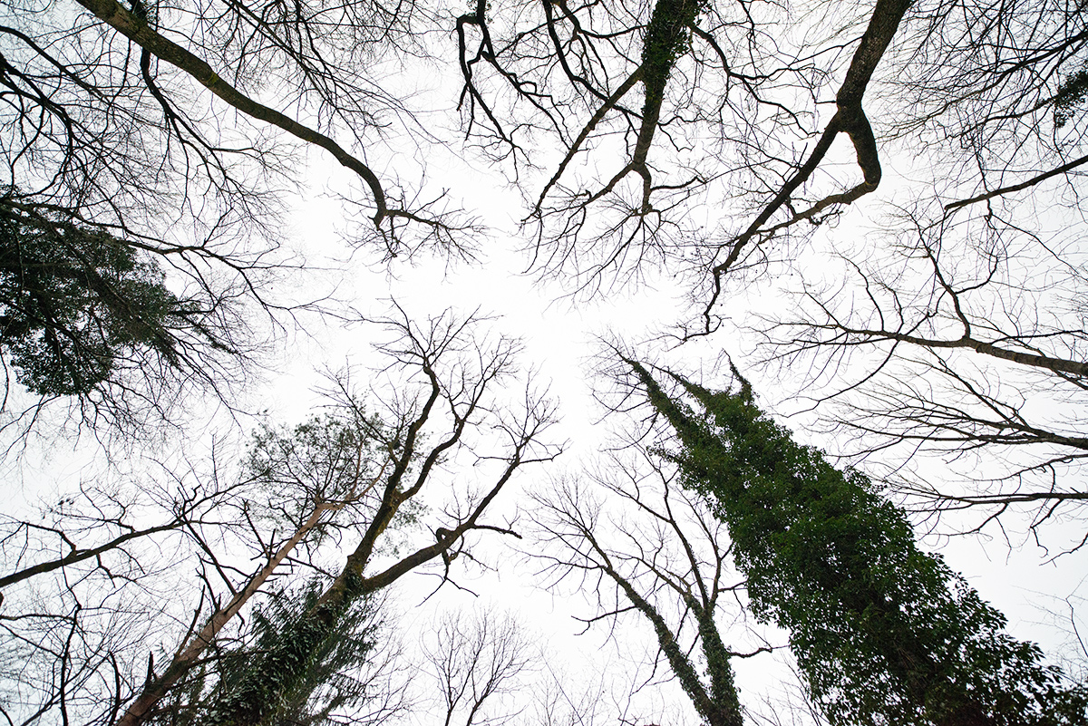 Wald.jpg