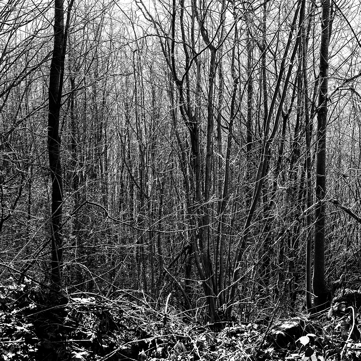 Wald.jpg