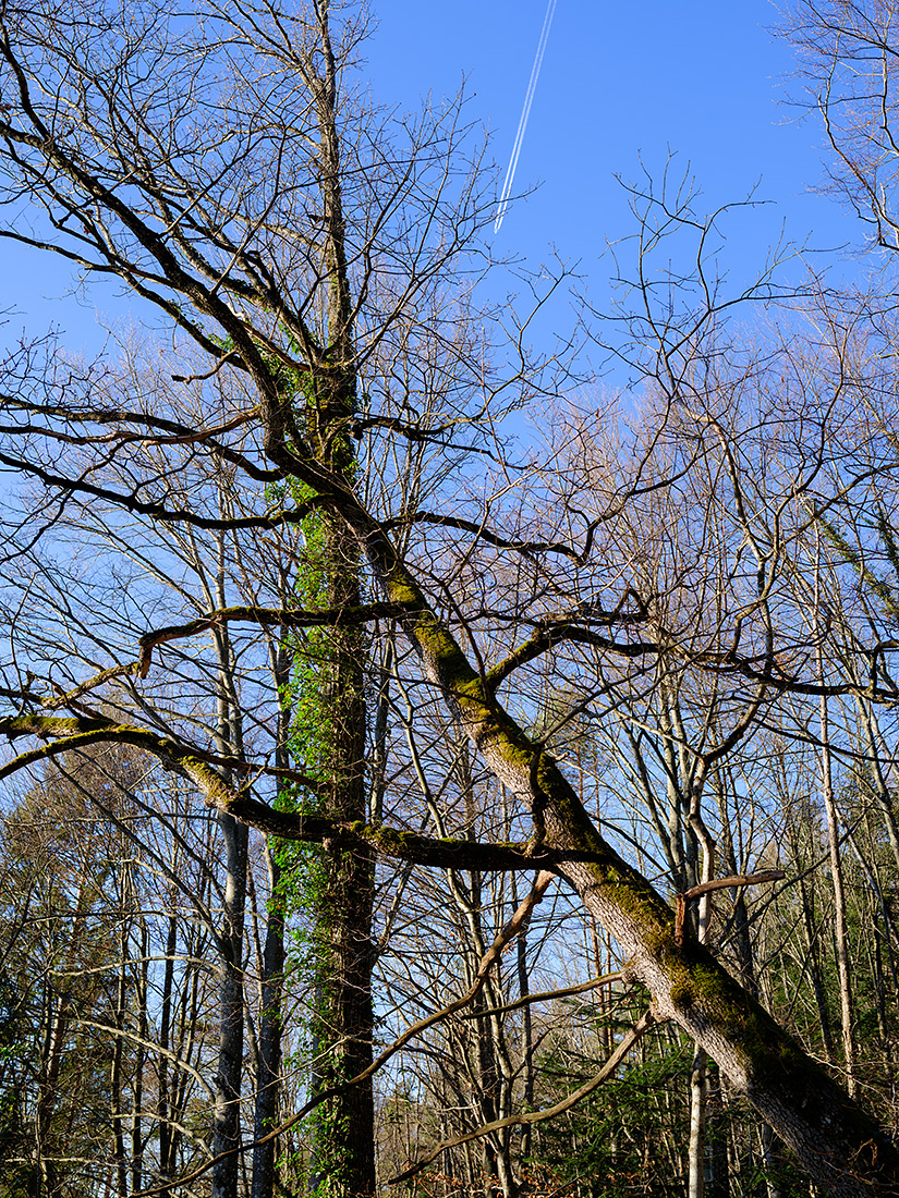 Wald.jpg
