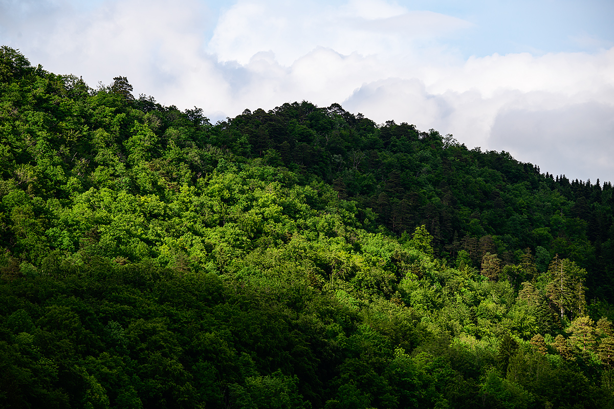 Wald.jpg