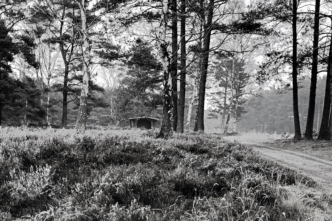 Wald mit Unterstand.jpg