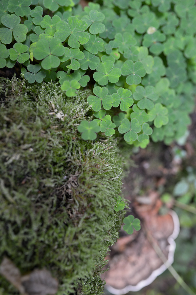 Wald nifo 01