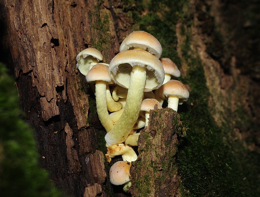Wald - Pilze 30